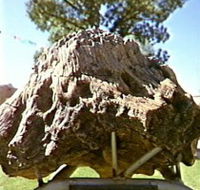 Fossilised Tree - Melbourne Tourism