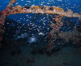 Lady Bowen Dive Site - Melbourne Tourism 1