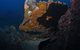Lady Bowen Dive Site - thumb 0