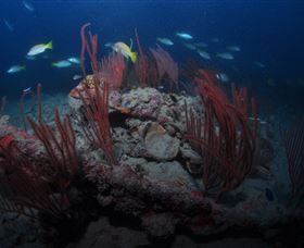Lady Bowen Dive Site - Melbourne Tourism 3