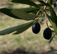 Red Rock Olives - Melbourne Tourism