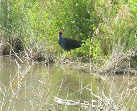 Narrandera Wetlands - Melbourne Tourism 2