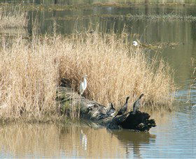 Narrandera Wetlands - Melbourne Tourism 3