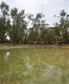 Kindra Forest - Melbourne Tourism 1