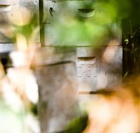 Bees on Keswick Island - Melbourne Tourism