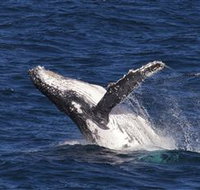 Whale Watching on Keswick Island - Melbourne Tourism