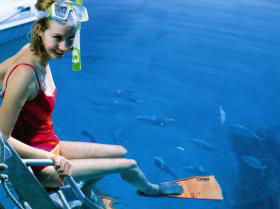 Bait Reef And Garys Lagoon Dive Site - Melbourne Tourism 2