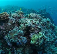 Manta Ray Drop Off Dive Site - Melbourne Tourism