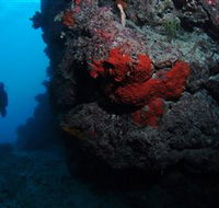Stepping Stones Dive Site - Melbourne Tourism