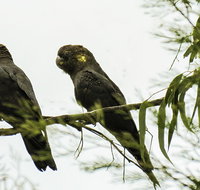 Conimbla National Park - Melbourne Tourism