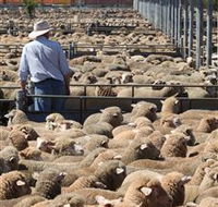 Livestock Marketing Centre - Melbourne Tourism