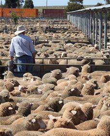 Livestock Marketing Centre - Melbourne Tourism 0