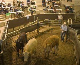 Livestock Marketing Centre - Melbourne Tourism 1