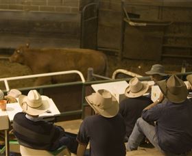 Livestock Marketing Centre - Melbourne Tourism 2