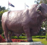 Rockhampton Bull Statues - Melbourne Tourism
