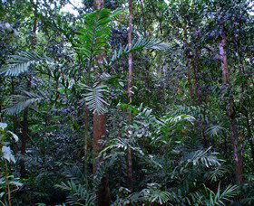 Kutini-Payamu (Iron Range) National Park (CYPAL) - Melbourne Tourism 2