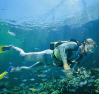 Seaflight Bommie Dive Site - Melbourne Tourism