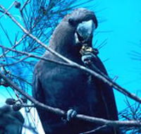 Mount Archer National Park - Melbourne Tourism