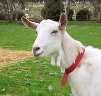 Dunkell Goats - Melbourne Tourism