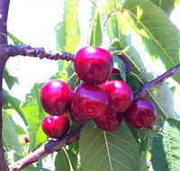 Ballinaclash Orchard and Cellar Door - Melbourne Tourism