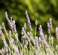 Rustique Lavender Farm - Melbourne Tourism