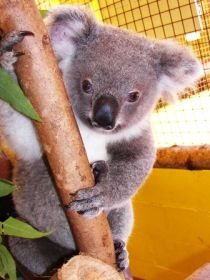 Cooberrie Park Wildlife Sanctuary - Melbourne Tourism 0