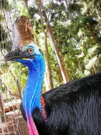 Cooberrie Park Wildlife Sanctuary - Melbourne Tourism 1