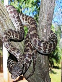 Cooberrie Park Wildlife Sanctuary - Melbourne Tourism 3