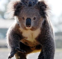 Koalas in Gunnedah - Melbourne Tourism