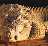 Koorana Crocodile Farm - Melbourne Tourism