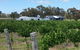 Short Sheep Micro-Winery - thumb 1