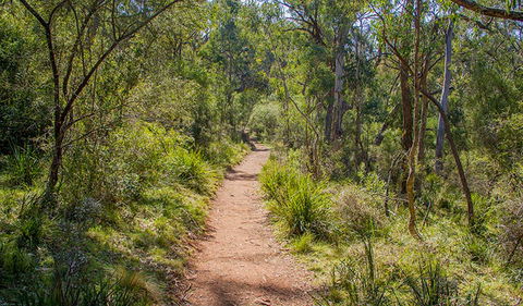Mares Forest Creek Walking Track - Melbourne Tourism 0