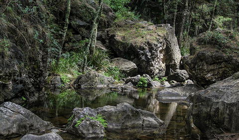 Mares Forest Creek Walking Track - Melbourne Tourism 1