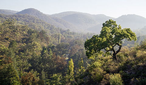 Mares Forest Creek Walking Track - Melbourne Tourism 3
