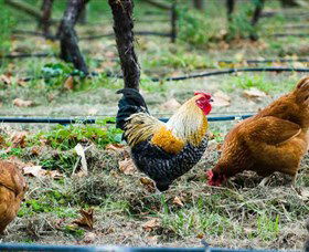 Lark Hill Biodynamic Winery - Melbourne Tourism 3