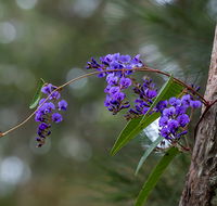 Mann River Nature Reserve - Melbourne Tourism