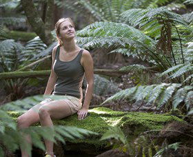Barrington Tops National Park - Honeysuckle Forest Track - Melbourne Tourism 0