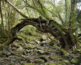 Mitchell River Walking Track - Melbourne Tourism 0