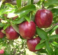 Top 40 Orchard - Melbourne Tourism