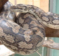 Armadale Reptile Centre - Melbourne Tourism