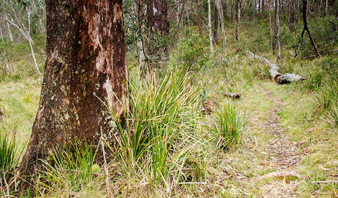 River Walking Track - Melbourne Tourism 1
