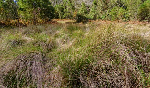 Brush Turkey Track - Melbourne Tourism 2