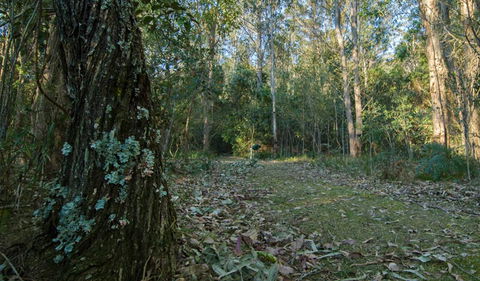 Brush Turkey Track - Melbourne Tourism 3
