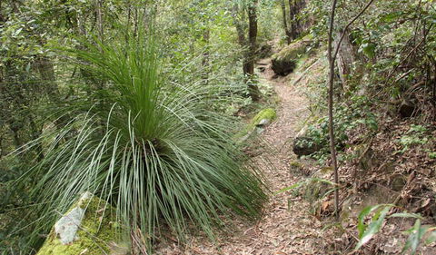 Dharug National Park - Melbourne Tourism 2