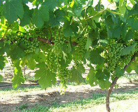 Razorback Ridge Wines - Melbourne Tourism 2