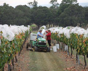 Razorback Ridge Wines - Melbourne Tourism 7