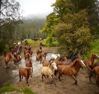Glenworth Valley Horse Riding - Melbourne Tourism