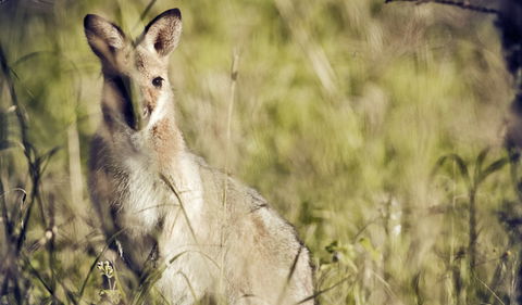 Richmond Range National Park - Melbourne Tourism 1