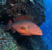 Anchor Bommie Dive Site - Melbourne Tourism