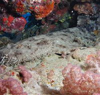 Lighthouse Bommies Dive Site - Melbourne Tourism